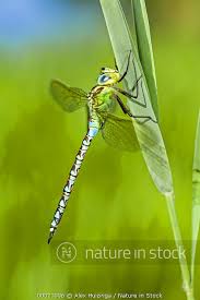 Attēlu rezultāti vaicājumam “Aeshna viridis”