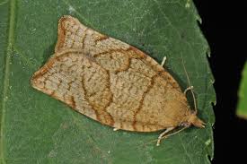 Attēlu rezultāti vaicājumam “Pandemis cerasana”