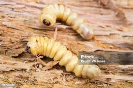 Attēlu rezultāti vaicājumam “Cucujus cinnaberinus larva”