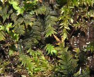 Attēlu rezultāti vaicājumam “Fissidens taxifolius”