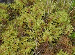 Attēlu rezultāti vaicājumam “Pleurozium schreberi sporophyte”