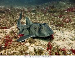 Image result for Heterodontus portusjacksoni