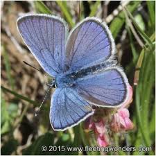 Attēlu rezultāti vaicājumam “Cyaniris semiargus male”