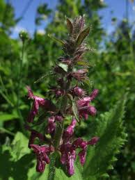 Attēlu rezultāti vaicājumam “Stachys sylvatica leaf”