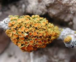 Attēlu rezultāti vaicājumam “Xanthoria polycarpa”