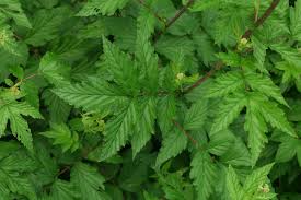 Attēlu rezultāti vaicājumam “Filipendula ulmaria  leaf”