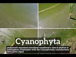 Attēlu rezultāti vaicājumam “Cyanophyta”