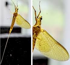 Attēlu rezultāti vaicājumam “Ephemeroptera”