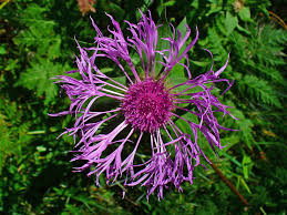 Attēlu rezultāti vaicājumam “Centaurea scabiosa flower”