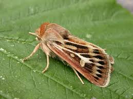 Attēlu rezultāti vaicājumam “Cerapteryx graminis”