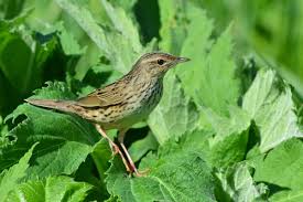 Image result for Locustella lanceolata