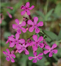 Attēlu rezultāti vaicājumam “Armeria vulgaris leaf”