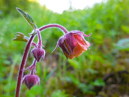 Attēlu rezultāti vaicājumam “Geum rivale flower”