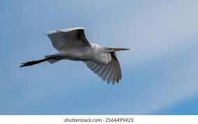 Attēlu rezultāti vaicājumam “Ciconiiformes”