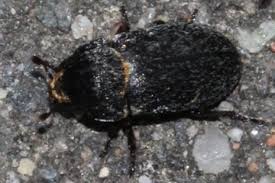 Attēlu rezultāti vaicājumam “Dermestes murinus”