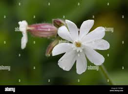 Attēlu rezultāti vaicājumam “Silene latifolia subsp. alba flower”