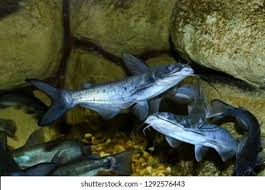Image result for Ictalurus punctatus
