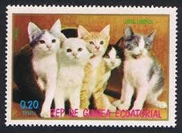 Attēlu rezultāti vaicājumam “Felis silvestris catus juvenile”