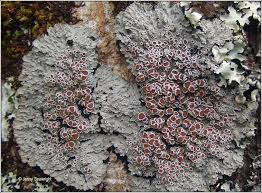 Attēlu rezultāti vaicājumam “Cribraria rubiginosa”