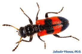 Attēlu rezultāti vaicājumam “Cleridae”