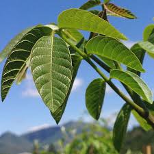 Attēlu rezultāti vaicājumam “Juglans regia leaf”