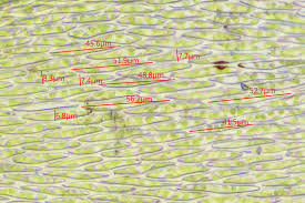 Attēlu rezultāti vaicājumam “Platygyrium repens”