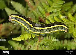 Attēlu rezultāti vaicājumam “Ceramica pisi”