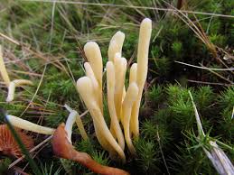 Attēlu rezultāti vaicājumam “Clavaria argillacea”