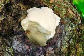 Attēlu rezultāti vaicājumam “Aurantiporus fissilis”