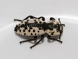 Attēlu rezultāti vaicājumam “Zopheridae”