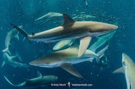 Image result for Carcharhinus brachyurus