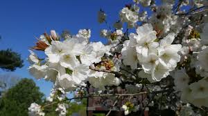 Attēlu rezultāti vaicājumam “Prunus (sakura)”
