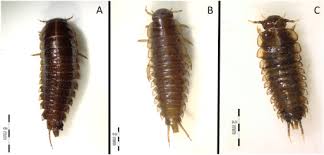Attēlu rezultāti vaicājumam “Necrodes littoralis”