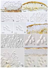 Attēlu rezultāti vaicājumam “Melampsora epitea”