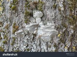Attēlu rezultāti vaicājumam “Phellinus tremulae”