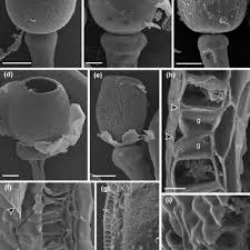 Attēlu rezultāti vaicājumam “Sphagnum tenellum”