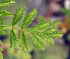 Attēlu rezultāti vaicājumam “Potentilla supina”