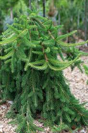 Attēlu rezultāti vaicājumam “Picea abies leaf”