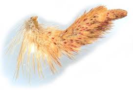 Attēlu rezultāti vaicājumam “Enargia paleacea”