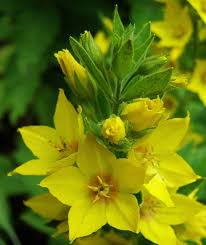 Attēlu rezultāti vaicājumam “Lysimachia punctata”