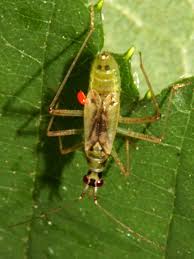 Attēlu rezultāti vaicājumam “Dicyphus nymph”