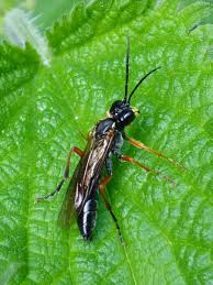 Attēlu rezultāti vaicājumam “Tenthredo campestris female”