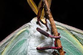 Attēlu rezultāti vaicājumam “Trichia contorta macro”