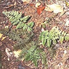 Attēlu rezultāti vaicājumam “Cystopteris fragilis”