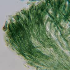 Attēlu rezultāti vaicājumam “Mniaecia jungermanniae”