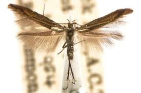 Attēlu rezultāti vaicājumam “Coleophoridae”