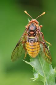 Attēlu rezultāti vaicājumam “Cimbex luteus”