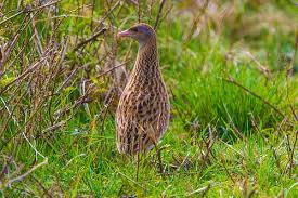 Attēlu rezultāti vaicājumam “Crex crex nest”