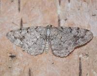 Attēlu rezultāti vaicājumam “Aethalura punctulata”