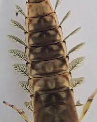 Attēlu rezultāti vaicājumam “Macrosteles nymph”